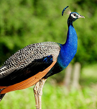 Bird Watching at Pilibhit Tiger Reserve