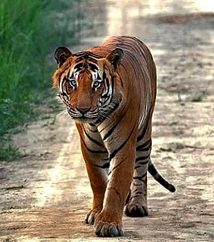 Photography Adventure Pilibhit Tiger Reserve
