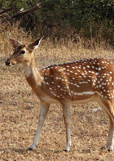 Deer