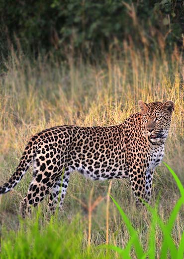Leopard