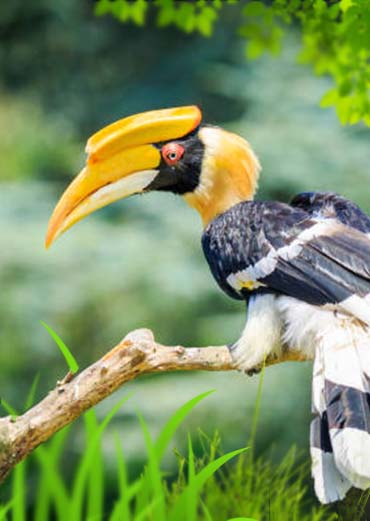 Indian Pied Hornbill