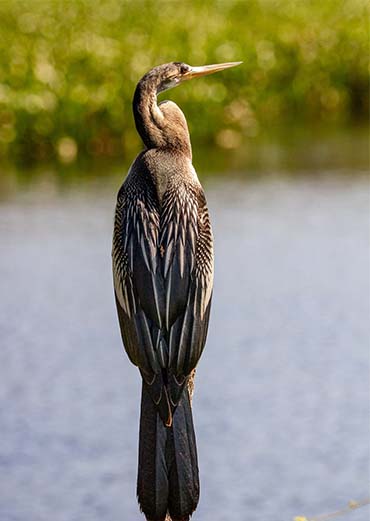 Snake Bird