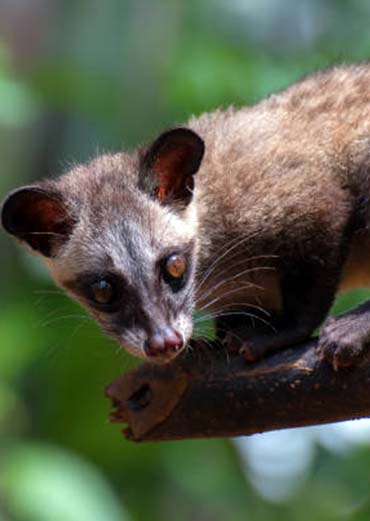 Indian Civet