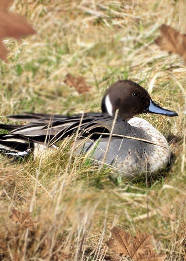 Pintail