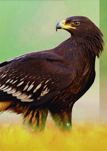Eagles