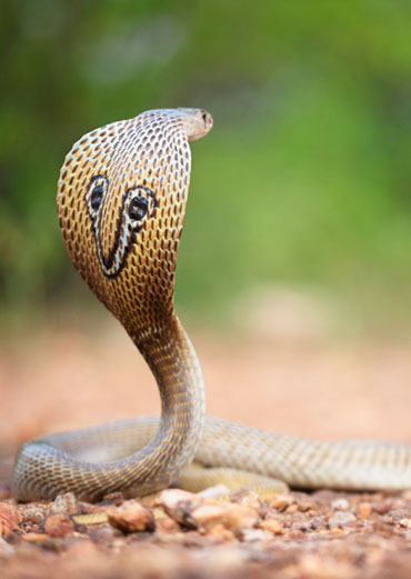 Cobra Krai