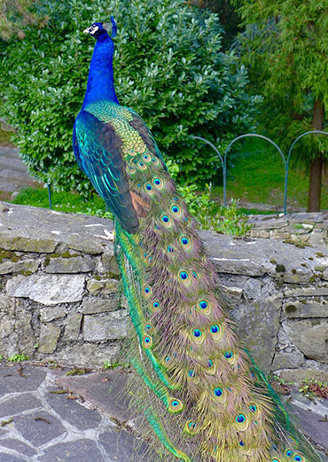 Peacock