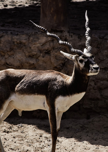 Blackbuck