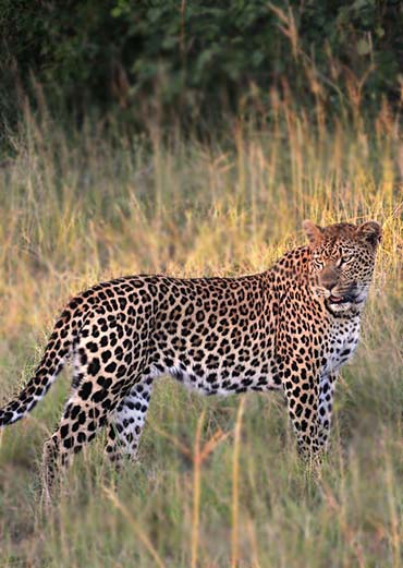 Leopard