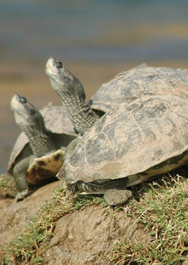 Turtles
