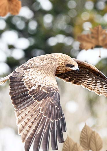 Black Kite