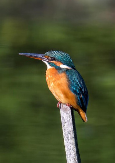 King-Fisher