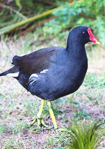 Purple Moorhen