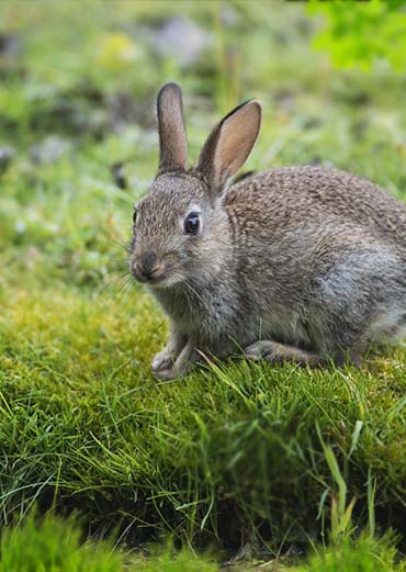 Hare