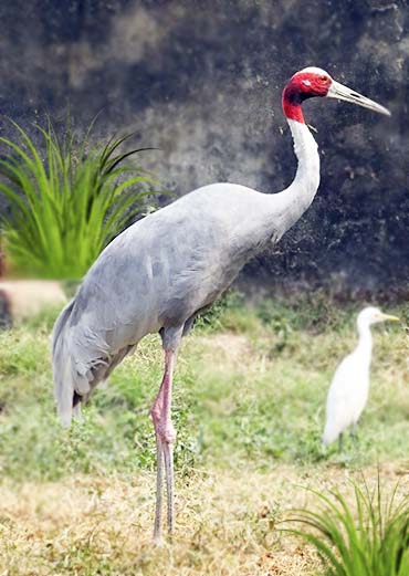 Sarus Crane