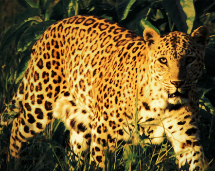 Shivalik Wildlife image