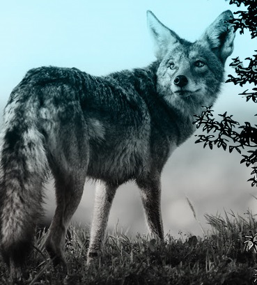chunar Wildlife  image