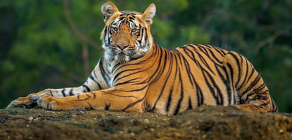 KatarniaGhat Wildlife  image