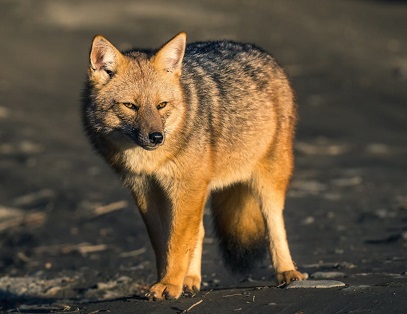 hastinapur Wildlife  image