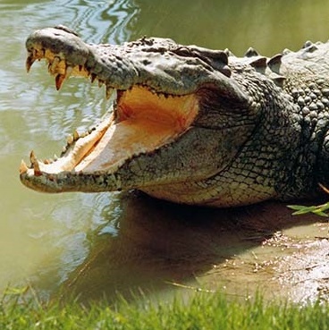 kaimoor Wildlife  image