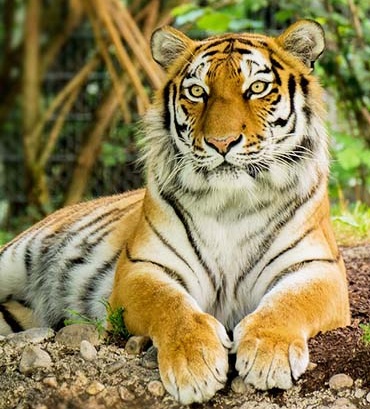 kishanpur Wildlife  image