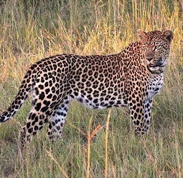 mahaveerswami Wildlife  image