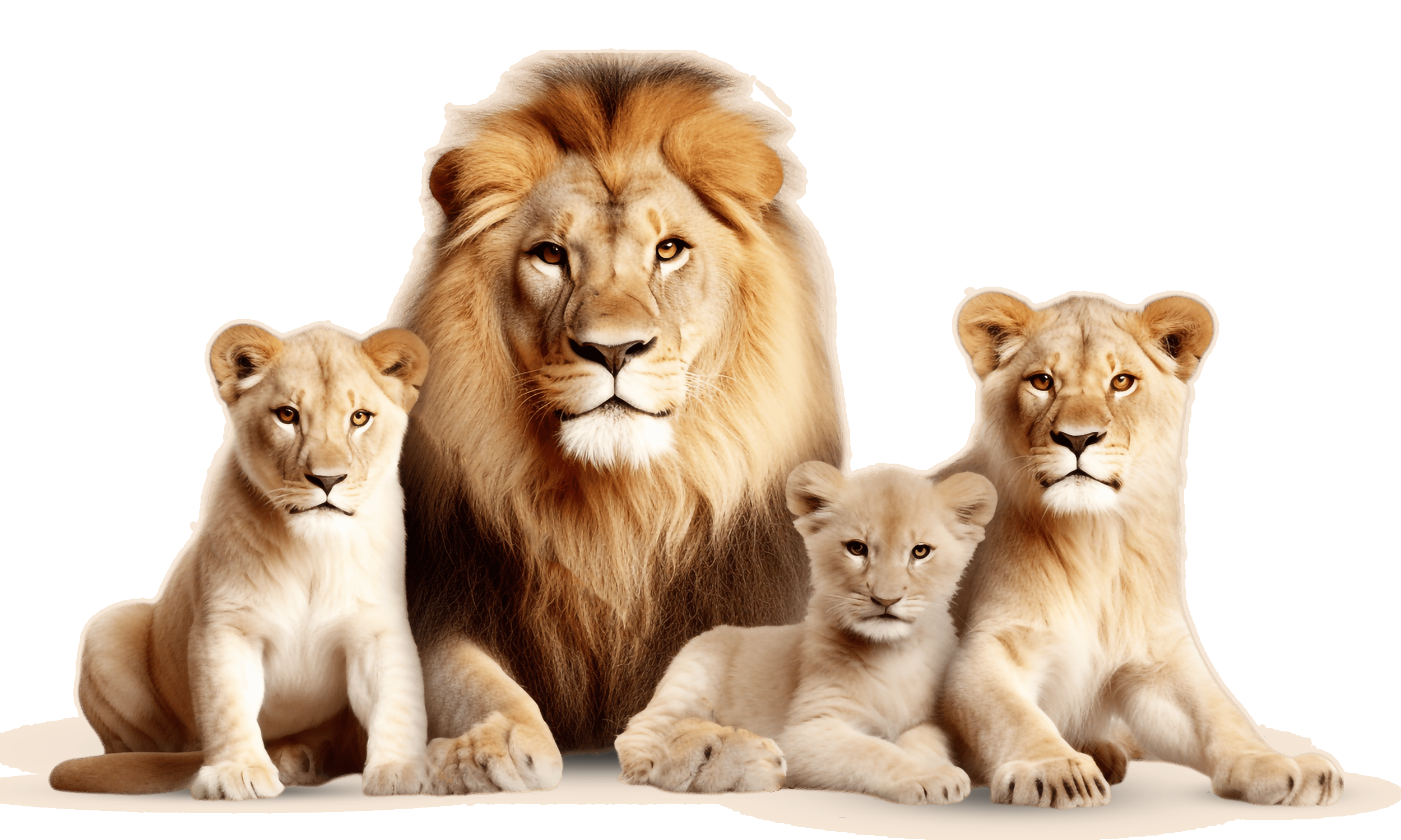 animal adoption image