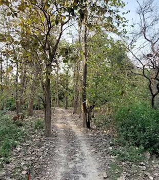Nature Trails Pilibhit Tiger Reserve